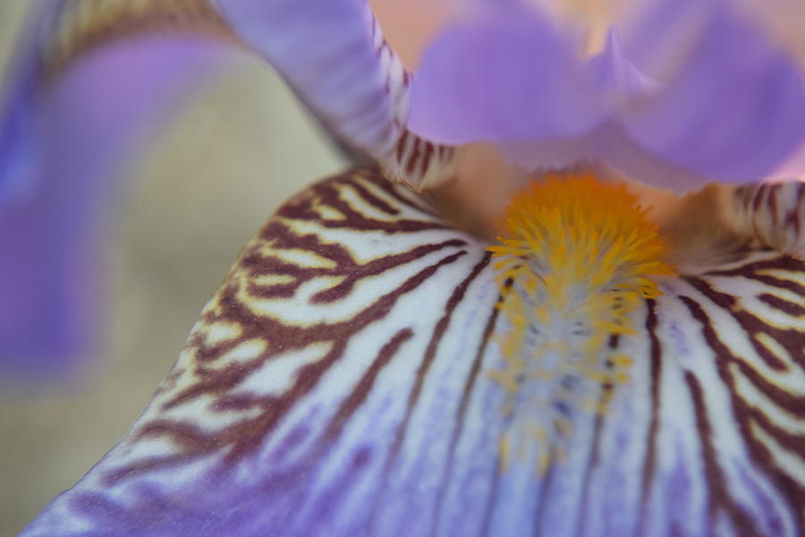 Purple Iris #4 Photograph by Curtis Krusie