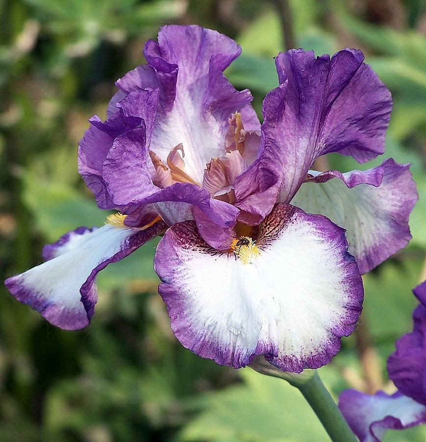 Purple Iris Photograph #4 Photograph by Kimberly Walker