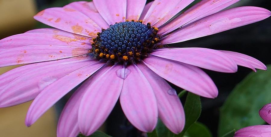 Daisy Photograph - Purple Majesty #4 by Bruce Bley