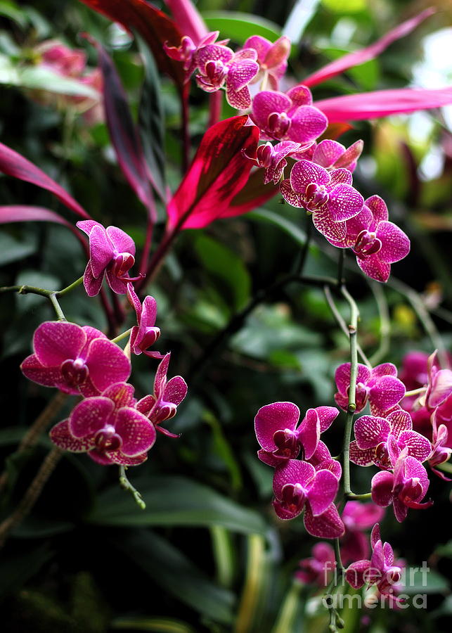 Purple Orchids #4 Photograph by Angela Rath