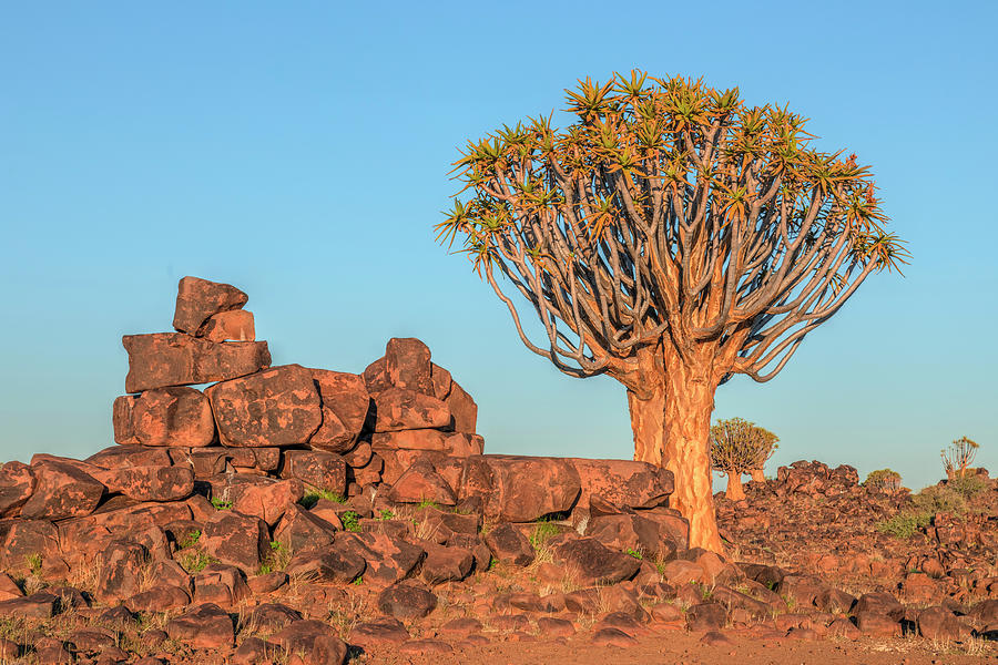 Quiver Tree Forest - Namibia #4 Photograph by Joana Kruse