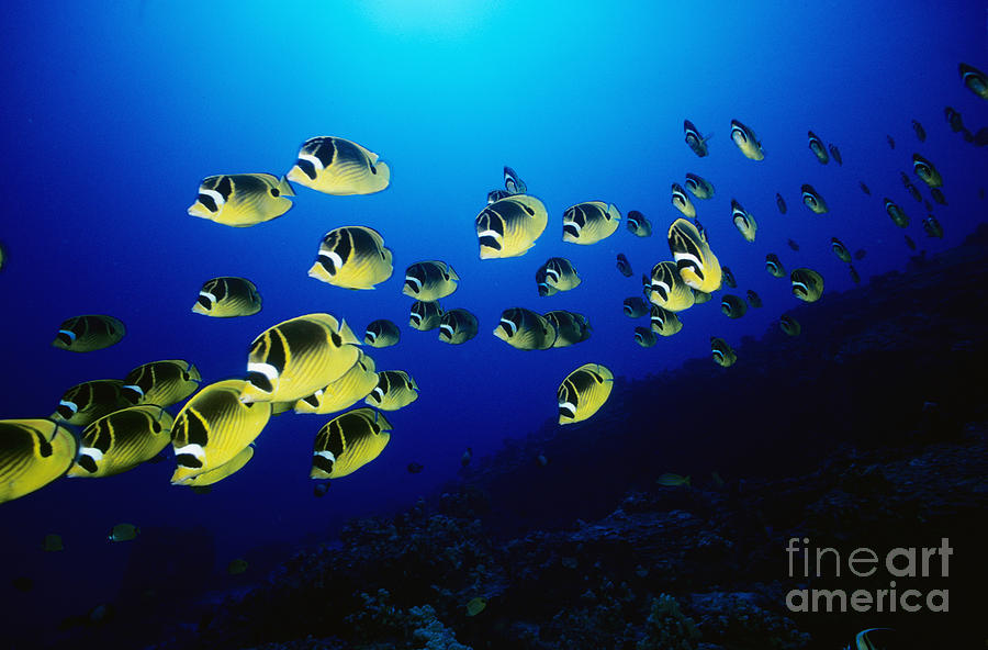 Raccoon Butterflyfish #4 Photograph by Dave Fleetham - Printscapes