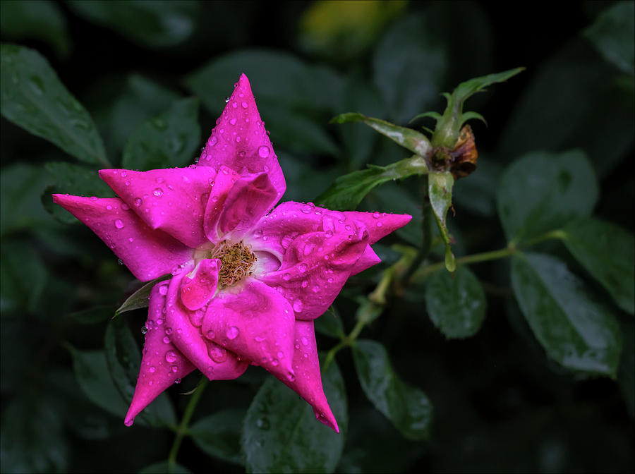 Raindrops and Flower #4 Photograph by Robert Ullmann