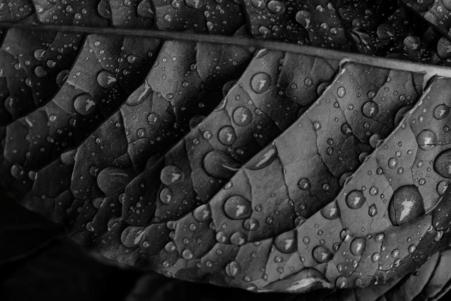 Raindrops and Leaf #4 Photograph by Robert Ullmann