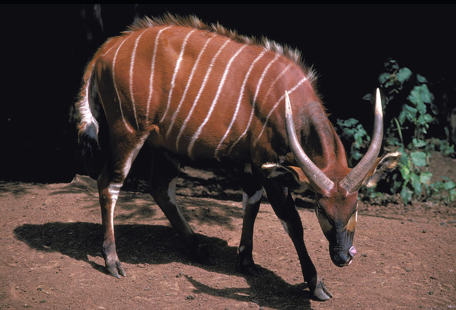 Rare Bongo In Kenya Photograph