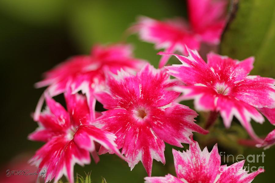 Red and White Dwarf Twinkling Beauty Phlox #3 Photograph by J McCombie