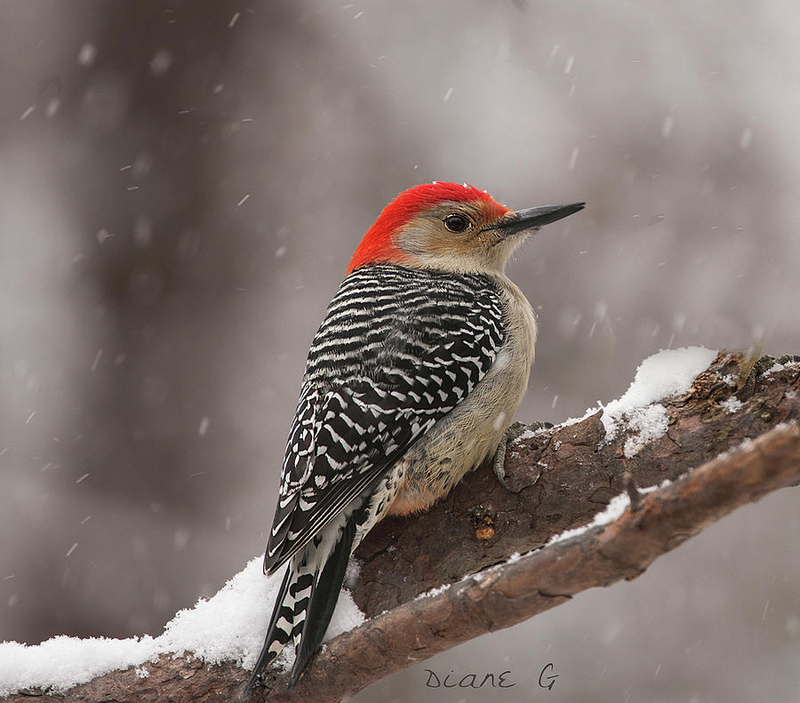 Red-bellied Woodpecker #4 Photograph by Diane Giurco