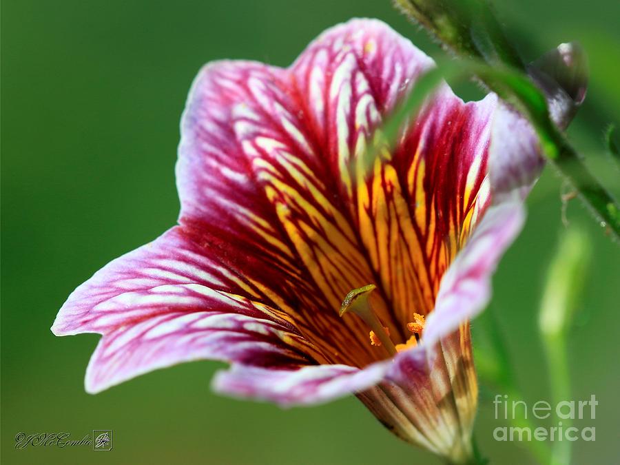Red Bicolor Salpiglossis from the Giant Emperor Mix #4 Photograph by J McCombie