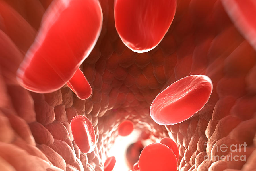 Red Blood Cells In Bloodstream #4 Photograph by Science Picture Co