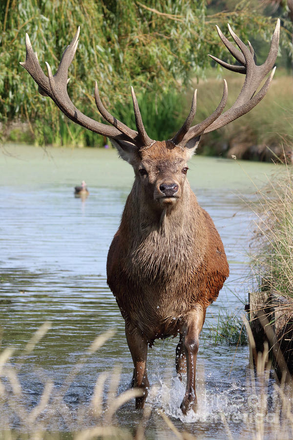 Red Deer In Bushy Park London Uk Photograph by Julia Gavin