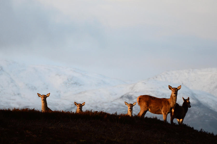 Red Deer in the Highlands  #4 Photograph by Gavin MacRae