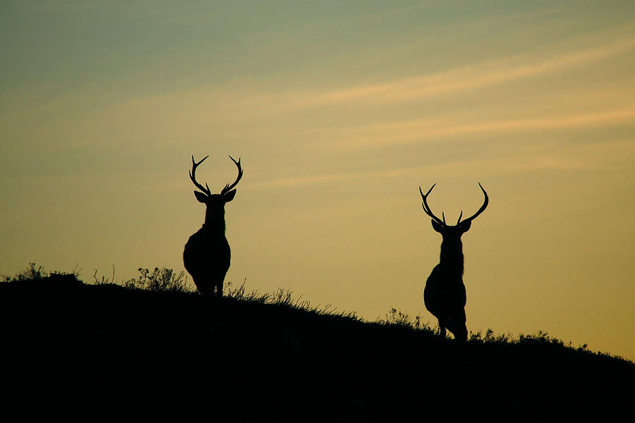 Red Deer Stags  #4 Photograph by Gavin Macrae