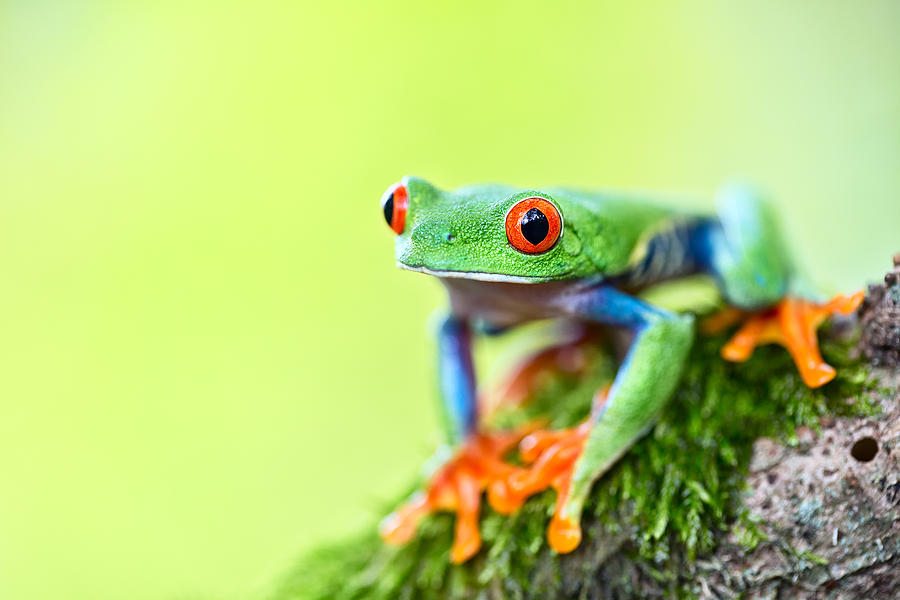 red eyed tree frog Costa Rica #4 Photograph by Dirk Ercken