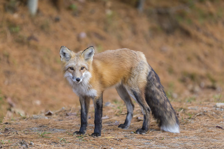 Red Fox #4 Photograph by Josef Pittner