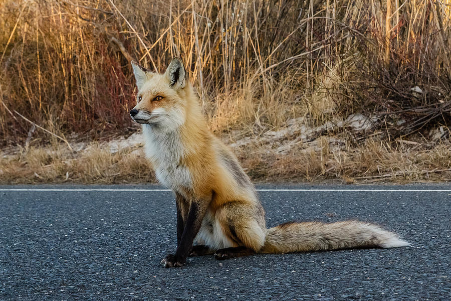 Red fox #4 Photograph by SAURAVphoto Online Store