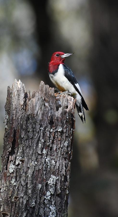 Red-headed Woodpecker #4 Photograph by David Campione
