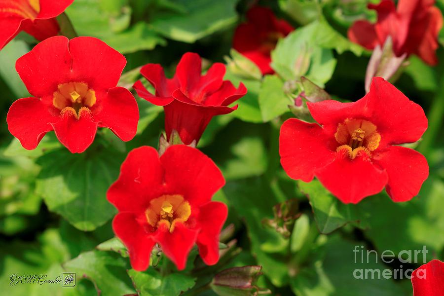 Red Mimulus from the Magic Rainbow Mix #3 Photograph by J McCombie