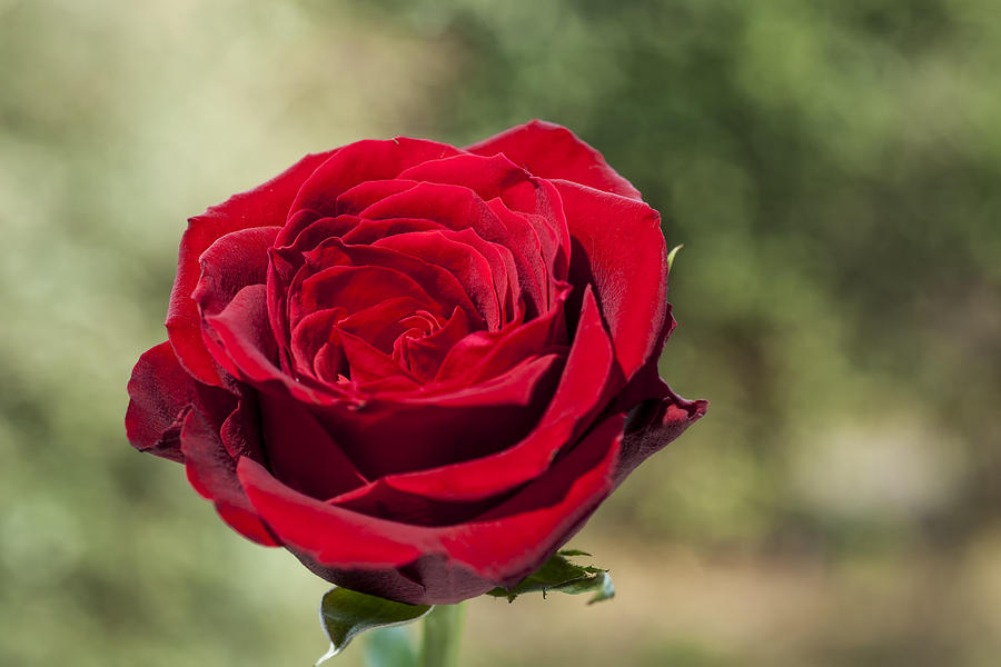 Red Rose on a green diffuse background Photograph by John Paul Cullen