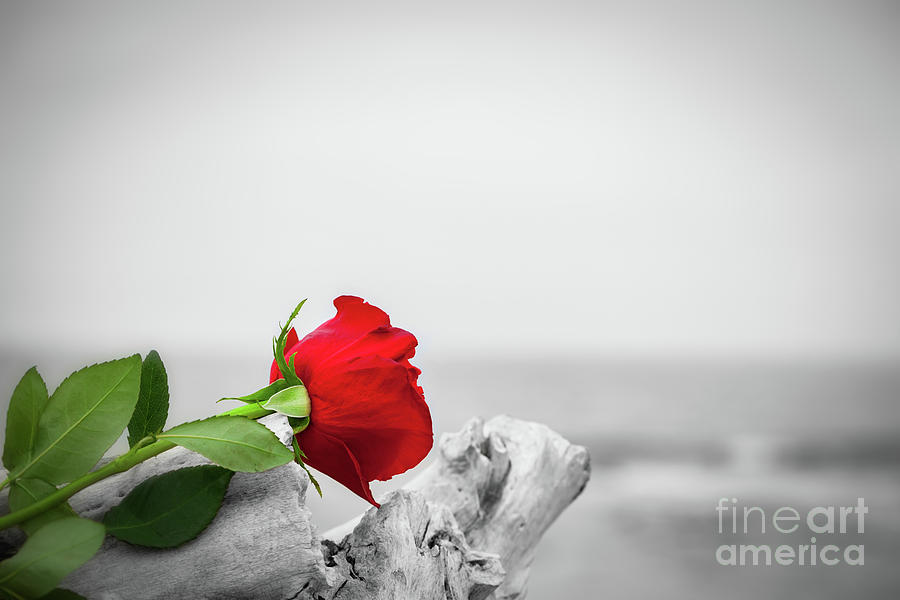 Red rose on the beach. Color against black and white. Love, romance, melancholy concepts #4 Photograph by Michal Bednarek