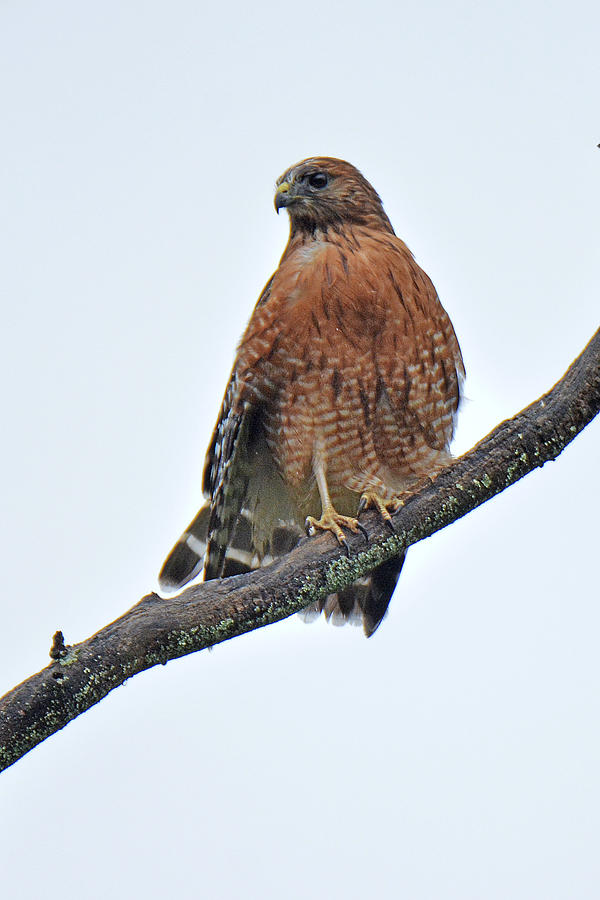 Red Shouldered Hawk #4 Photograph by Alan Lenk