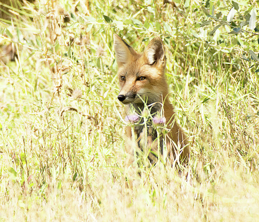 Red Tailed Fox Hunting  #4 Photograph by Dennis Hammer