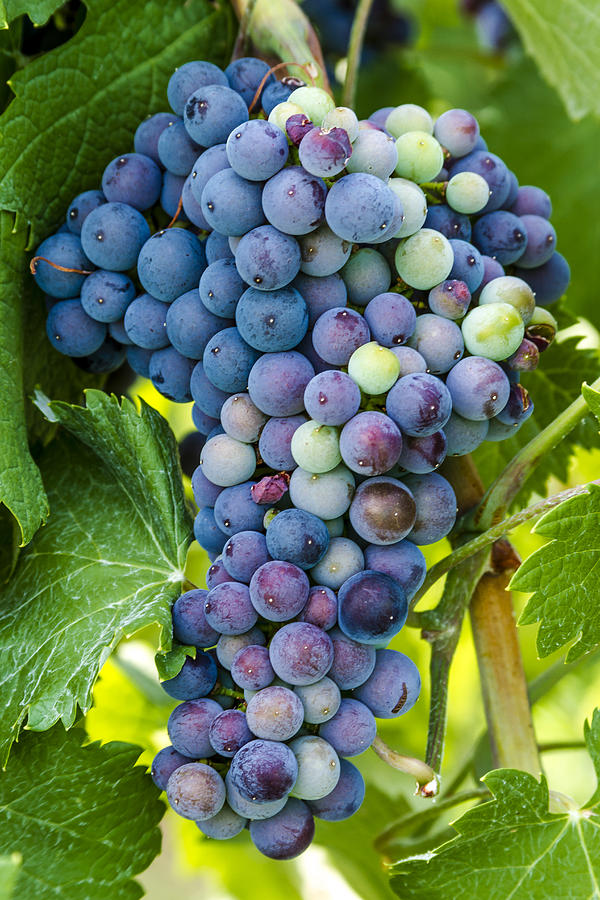 Red Wine Grapes #4 Photograph by Teri Virbickis
