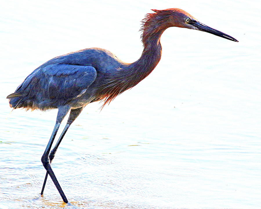 Reddish Egret Photograph by Rob Wallace Images - Fine Art America