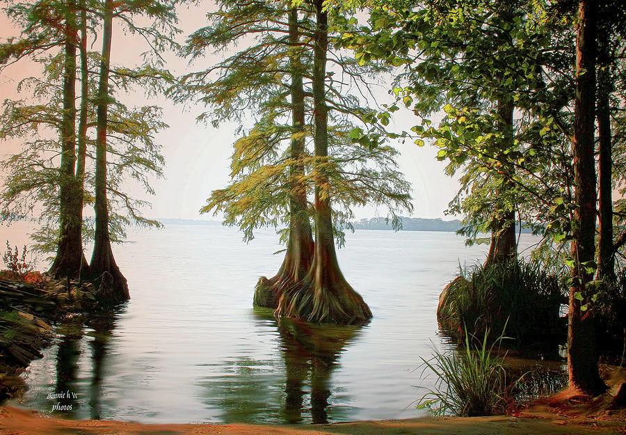 Tree Photograph - Reelfoot Lake #4 by Bonnie Willis