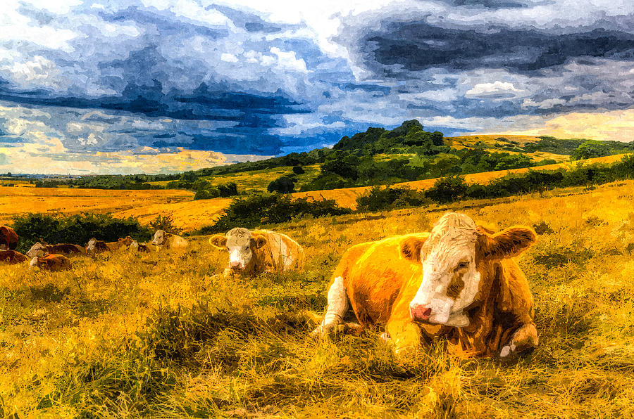 Resting cows Art #4 Photograph by David Pyatt
