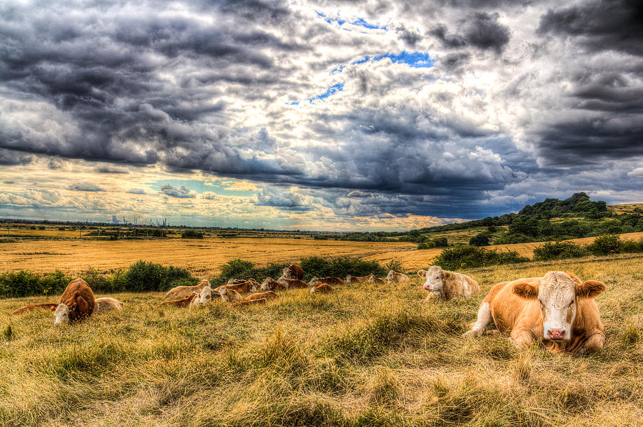 Resting Cows #4 Photograph by David Pyatt