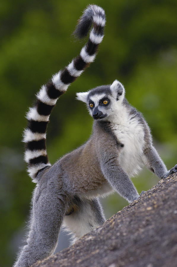 Ring-tailed Lemur Lemur Catta Portrait #4 Photograph by Pete Oxford