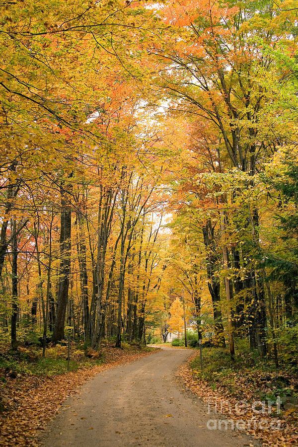 Road Through Autumn Woods #4 Photograph by Larry Landolfi
