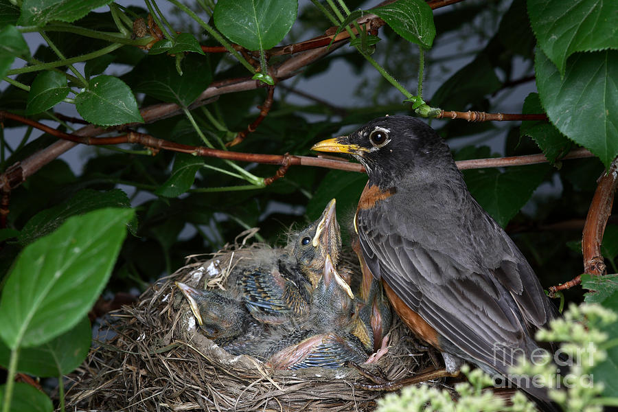 Robin Photograph - Robin Feeding Its Young #4 by Ted Kinsman