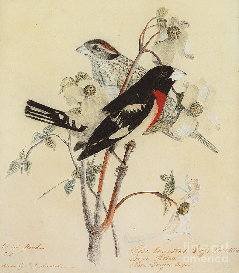 Rose Breasted Grosbeak Painting by John James Audubon