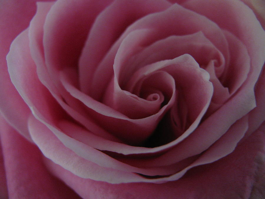 Flower Photograph - Rose Center #4 by Carol Welsh