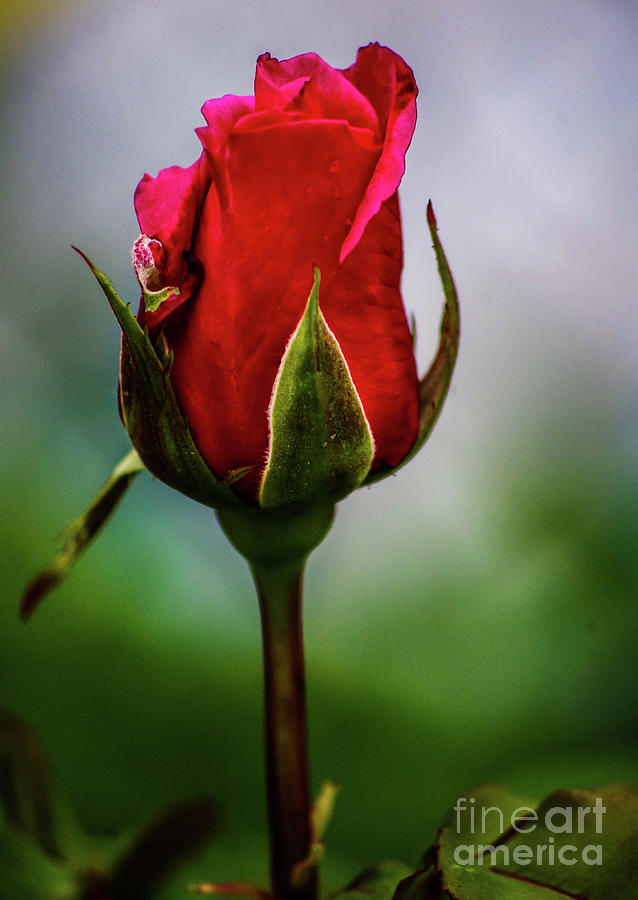 Rose #4 Photograph by Gerald Kloss