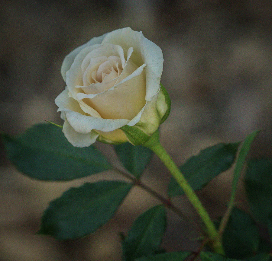 Rose #4 Photograph by Jane Luxton