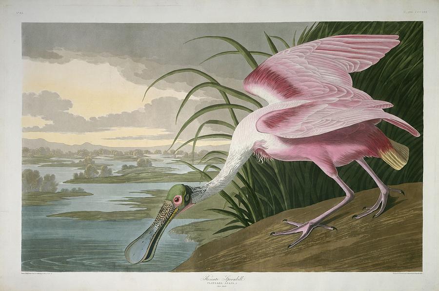 John James Audubon Drawing - Roseate Spoonbill #4 by Dreyer Wildlife Print Collections 