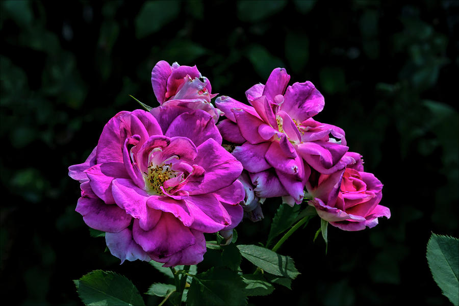 Roses #4 Photograph by Robert Ullmann