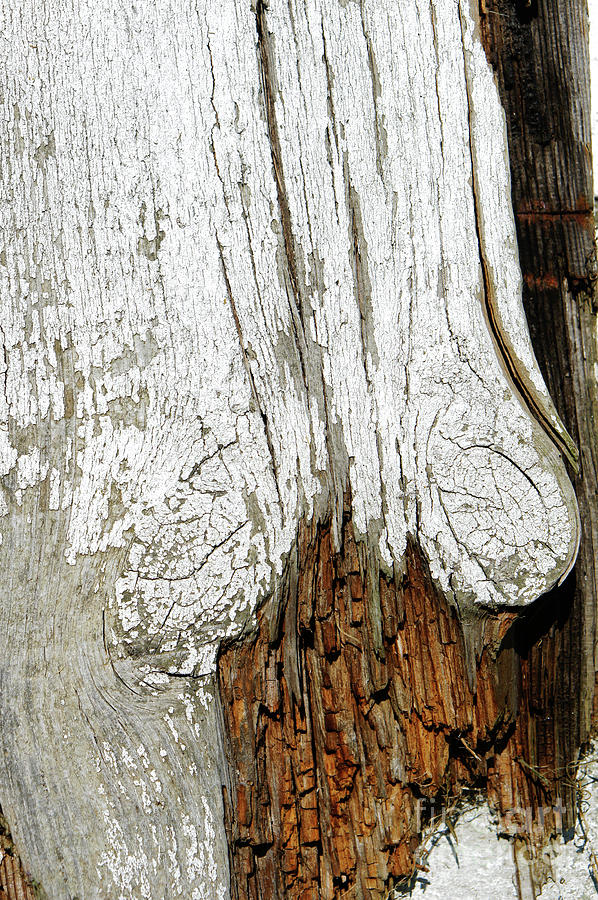 Rotting wood #4 Photograph by Tom Gowanlock