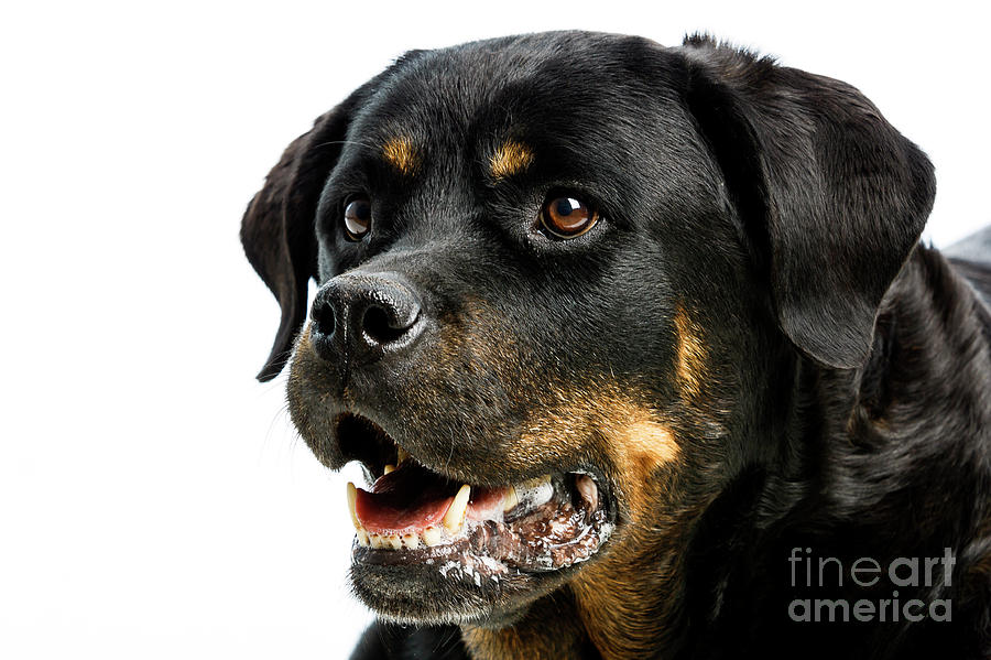 Rottweiler dog #4 Photograph by Gunnar Orn Arnason