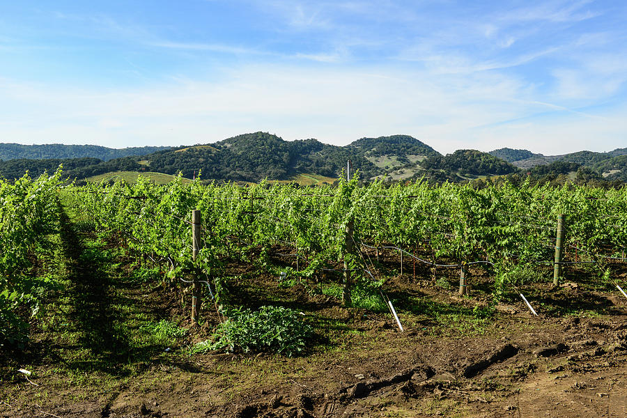 Row of Grapevines in Napa Valley California #4 Photograph by Brandon Bourdages