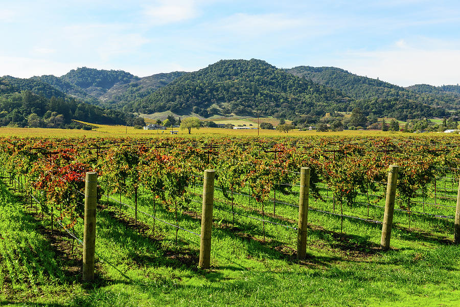 Rows Of Grapevines In Napa Valley California Photograph