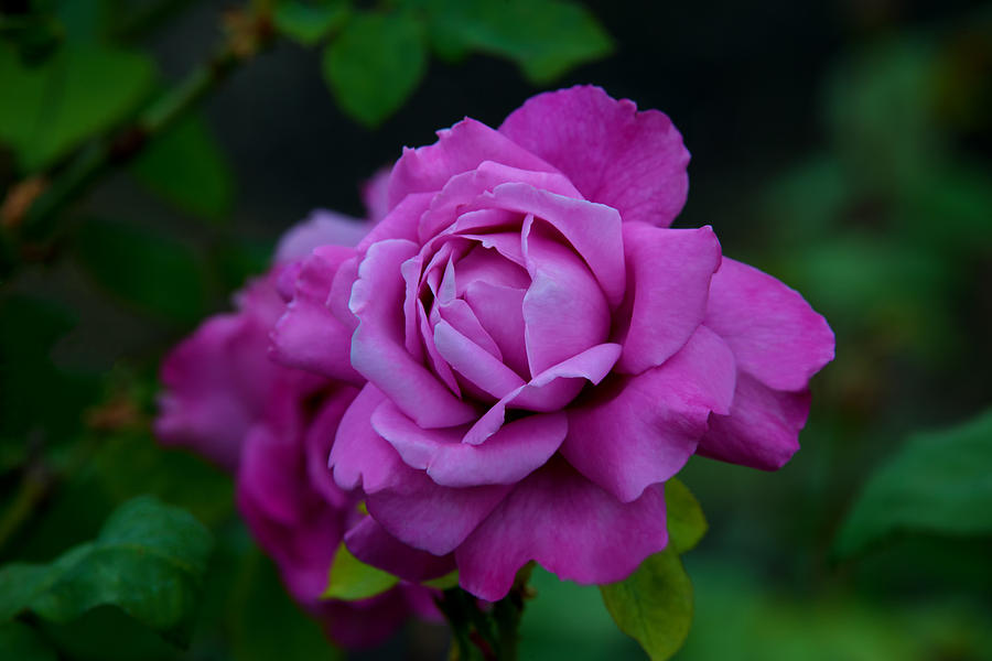 Royal Amethyst Rose Photograph by Glenn Thomas Franco Simmons