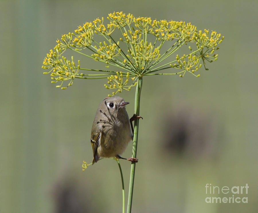 Bird Photograph - Ruby-crowned Kinglet #4 by Gary Wing