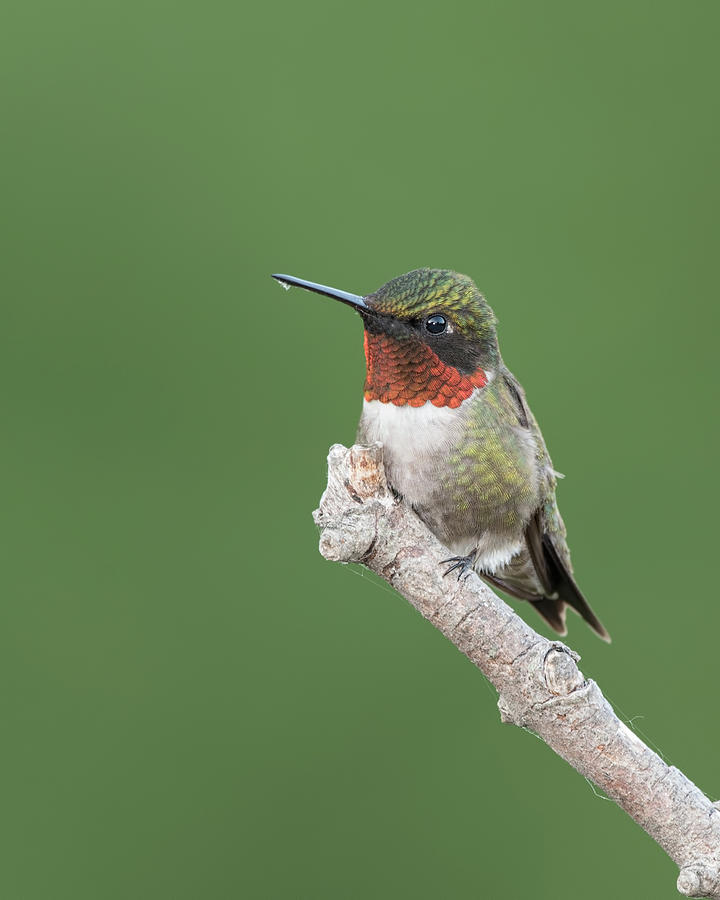 Ruby-throated Hummingbird #4 Photograph by Jim Zablotny