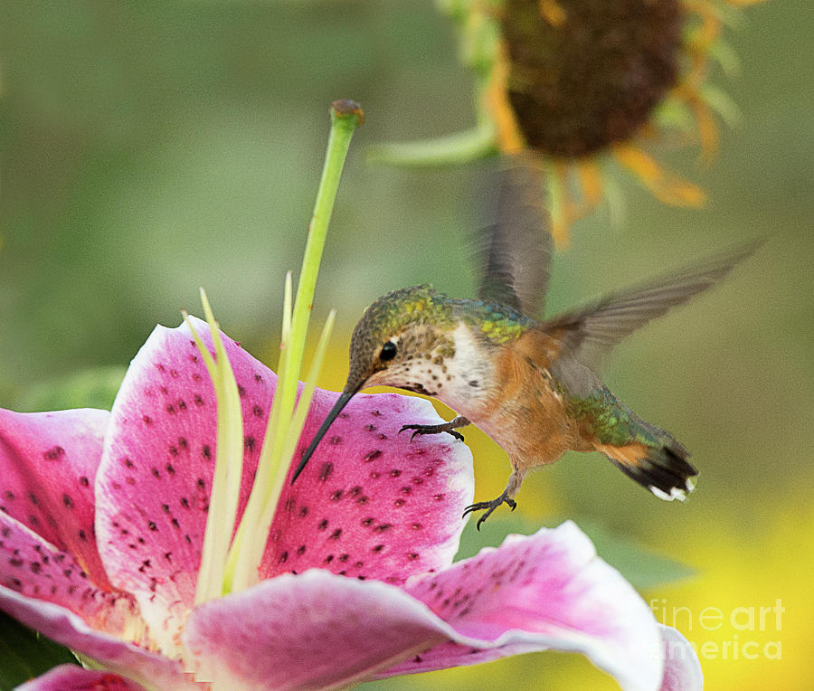 Rufous Hummingbird  #4 Photograph by Dennis Hammer