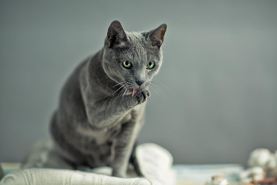 Cat Photograph - Russian Blue #4 by Nailia Schwarz
