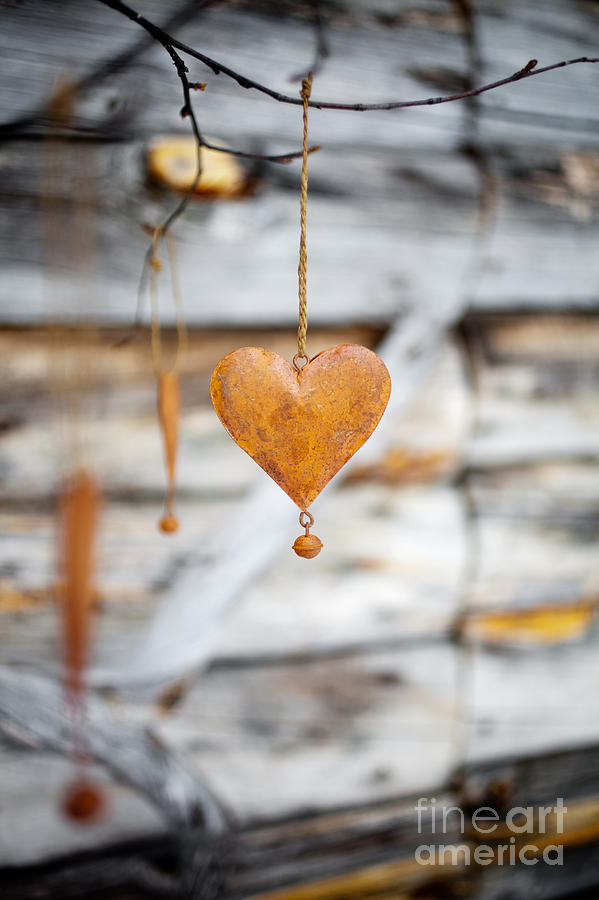 Rustic hearts #4 Photograph by Kati Finell