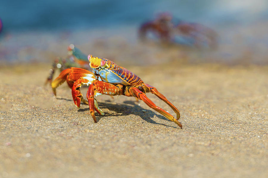 Sally Lightfoot crab on Galapagos Islands #4 Photograph by Marek Poplawski